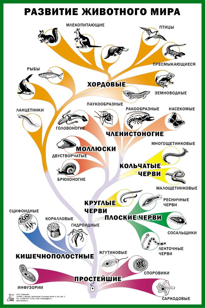 Таблица «Развитие животного мира» для кабинетов биологии или естествознания.