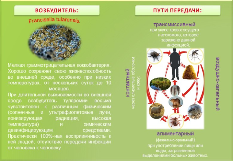 Туляремия.